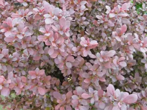 Concorde Barberry