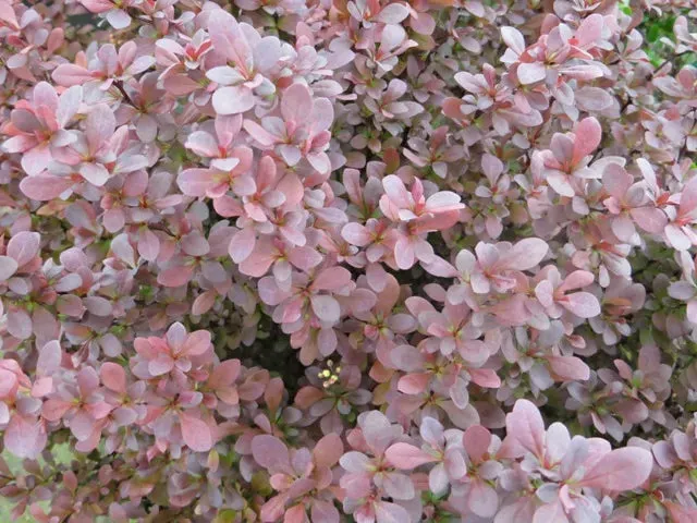 Concorde Barberry